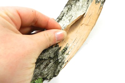 birchbark2 (1)