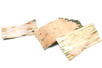 birchbark3 (1)