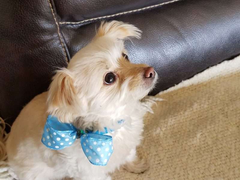 Loopy Ribbon how to make a loopy ribbons