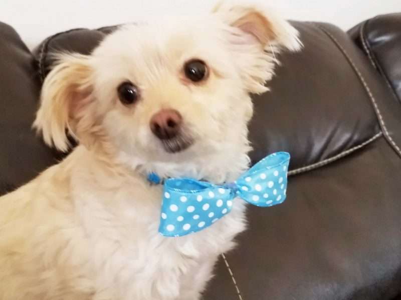 Twist and Fold how to make twisted ribbon bow