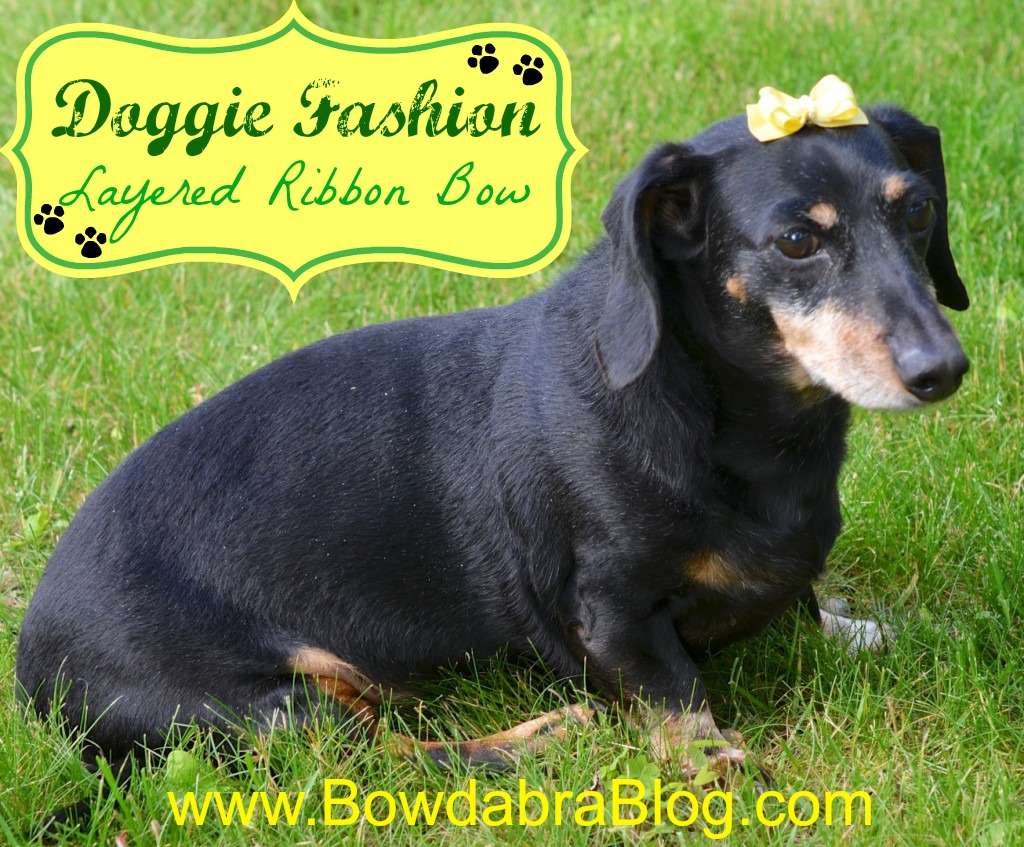 Layered Top Knot bow for small dogs