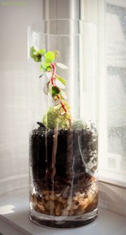How to Make a Glass Terrarium<