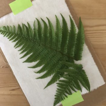 Arrange Leaves and Flowers on Cloth