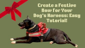 Dress up your best friend with a special DIY dog harness bow