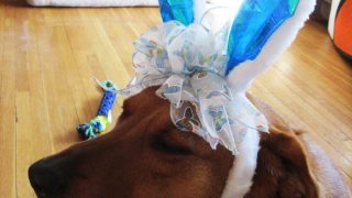 Caramel-easter-bowdabra-7-steph-ackerman